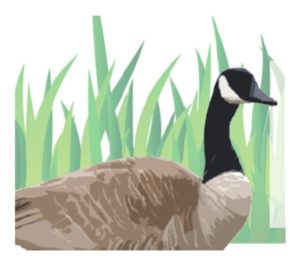 geese